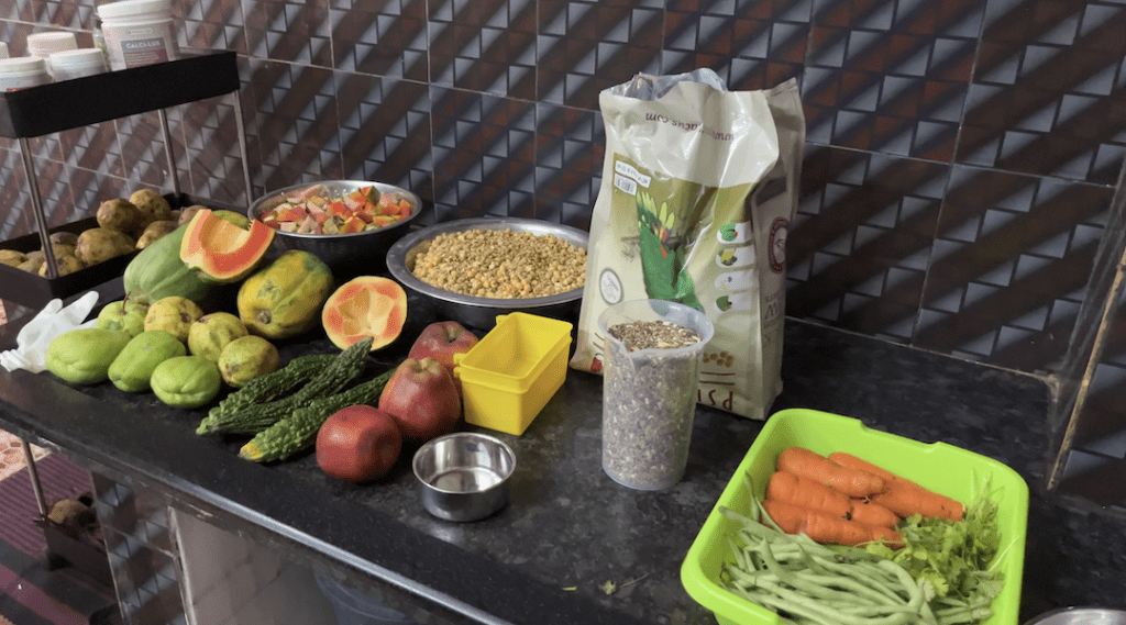 Balanced Diet for Birds