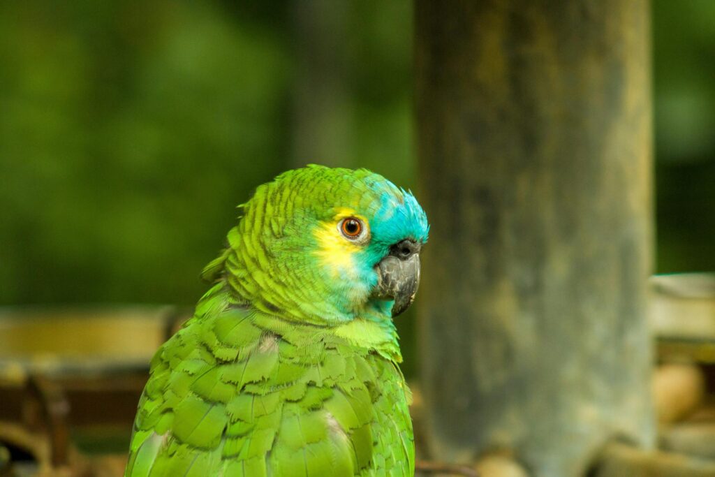 Blue Fronted Amazon