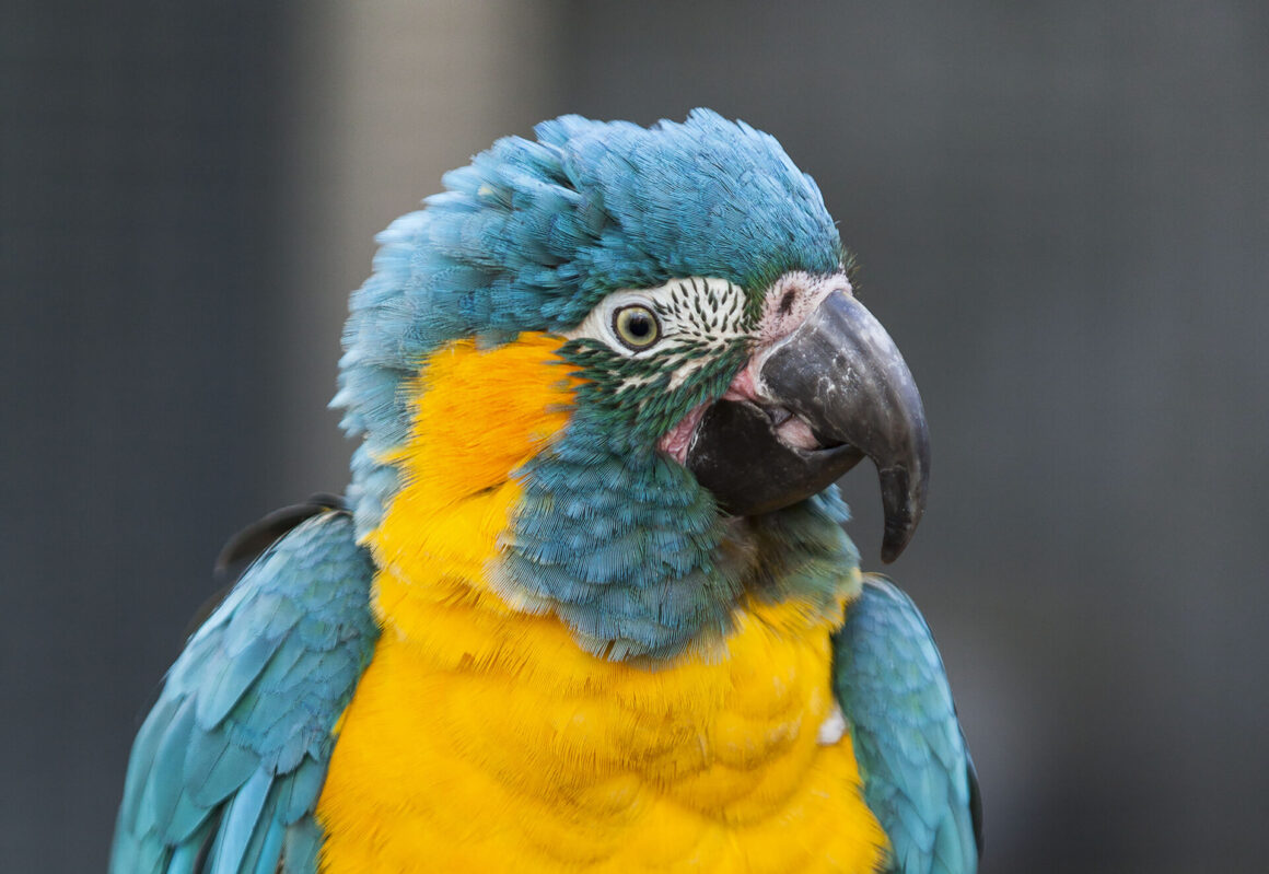 Beautiful view of Importance Of Air Circulation For Blue Throated Macaws