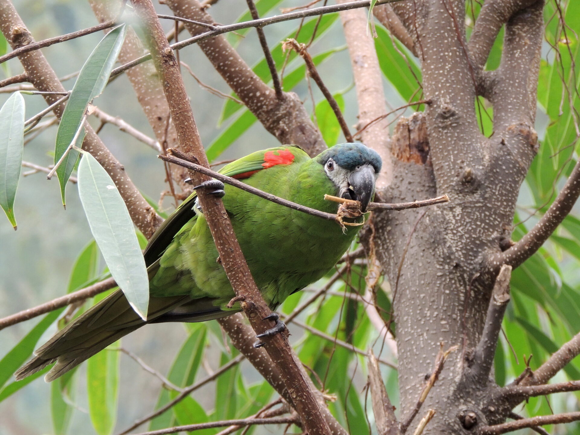 Image showcasing Hahn's Macaw - Jayden Joshua Aviculture