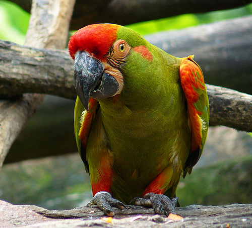 red-fronted-macaw