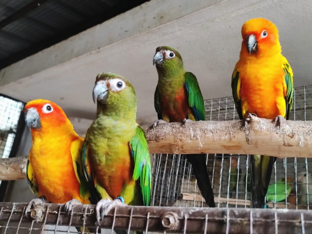 Hybrid Conure