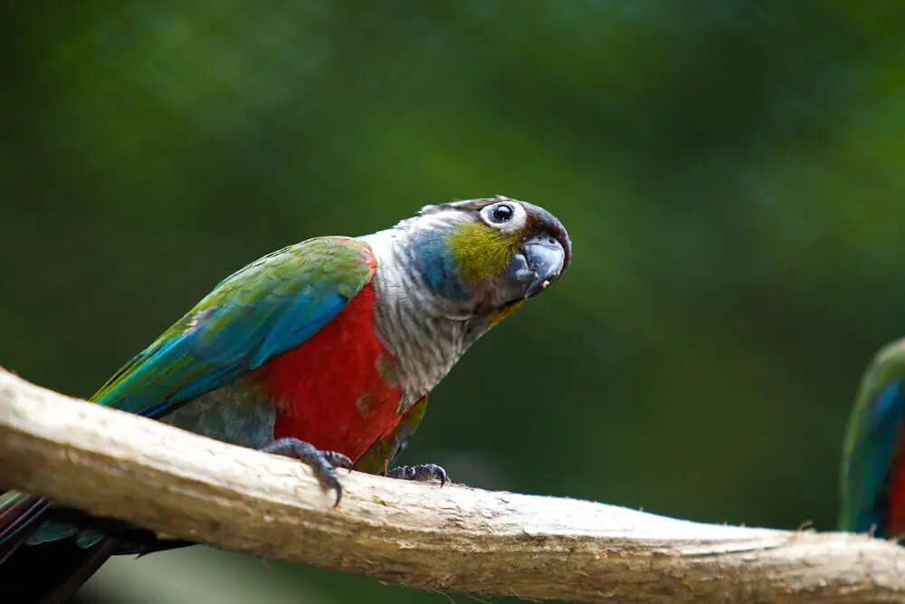 crimson-bellied-conure
