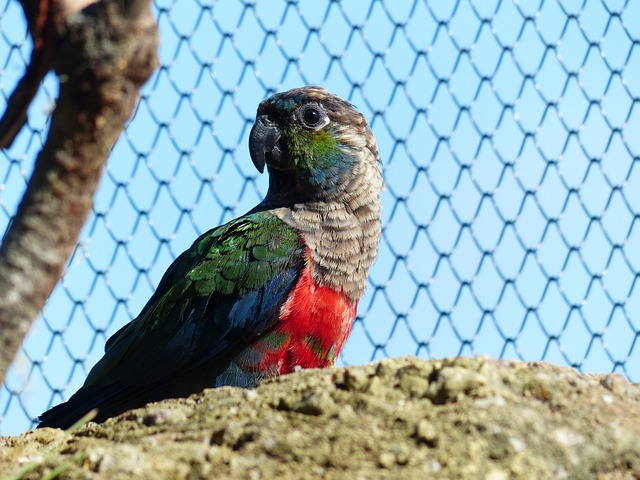 crimson bellied conure