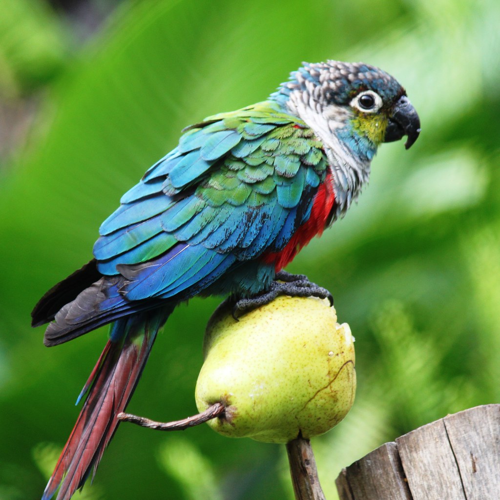 crimson bellied conure