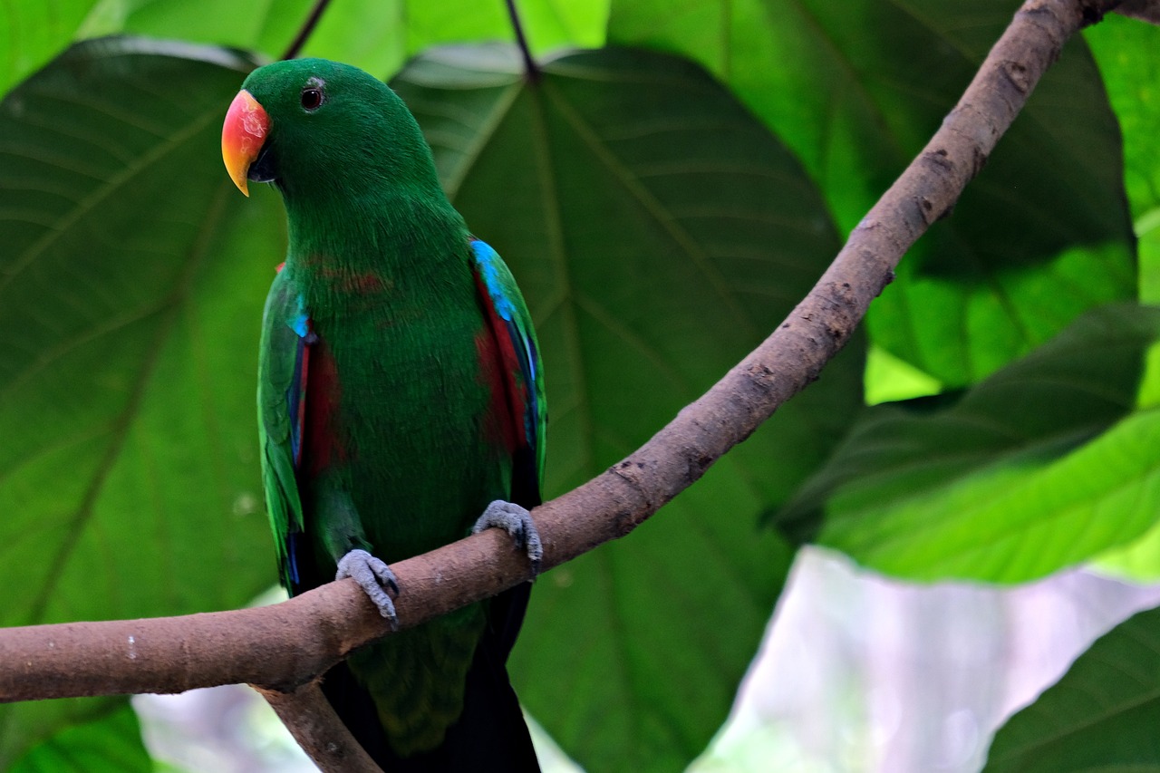 Eclectus Parrot - Jayden Joshua Aviculture