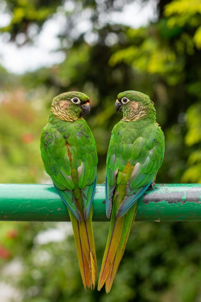 Green Cheek Conure