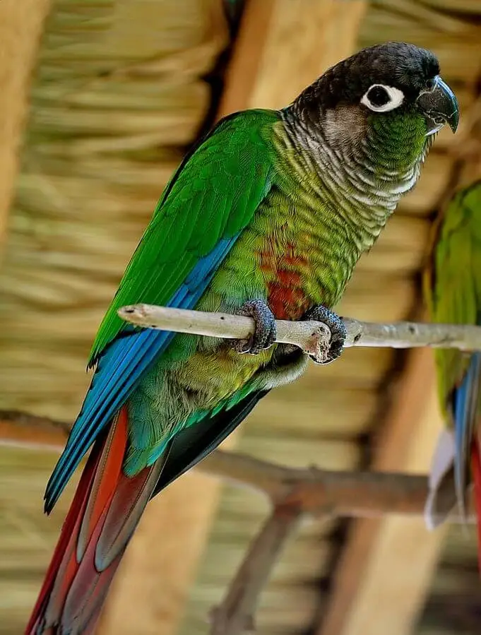 Green Cheek Conure