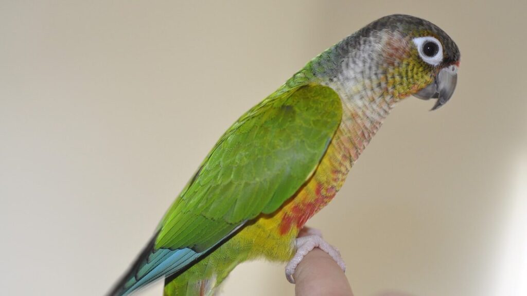 green cheek conure