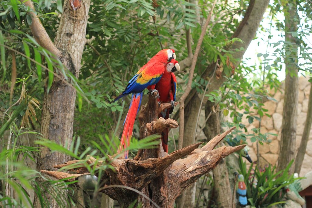 Discover the vibrant Scarlet Macaw, known for its stunning plumage and fascinating behavior. Learn about its habitat, diet, and conservation status.