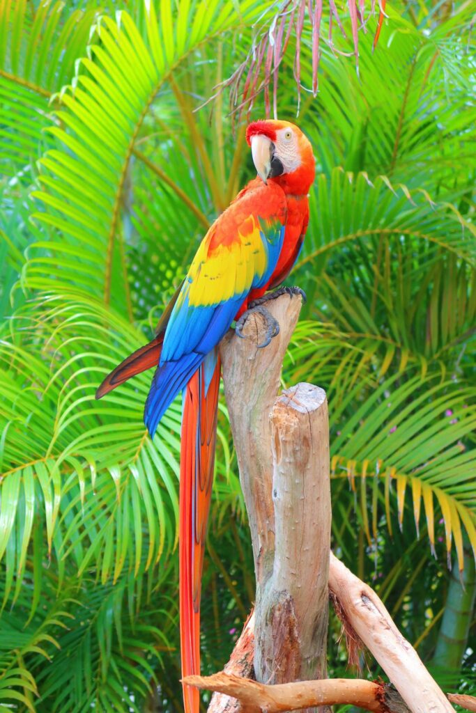 Learn about the essentials of caring for, feeding, and breeding scarlet macaws. Find all you need to know in this comprehensive guide.
