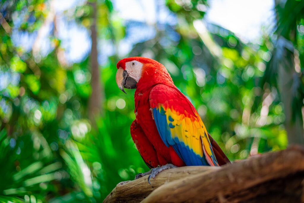 Learn about the essentials of caring for, feeding, and breeding scarlet macaws. Find all you need to know in this comprehensive guide.