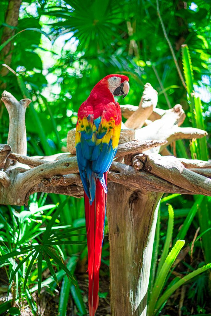 Learn about the essentials of caring for, feeding, and breeding scarlet macaws. Find all you need to know in this comprehensive guide.