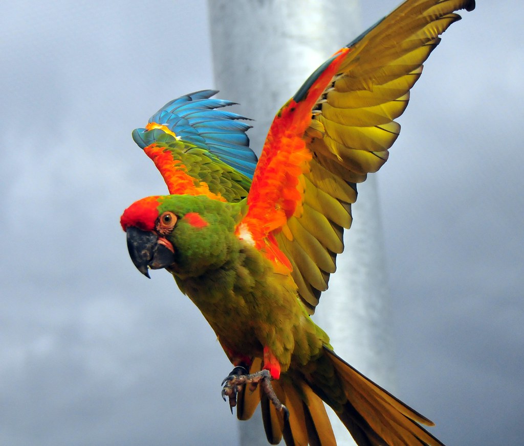 red-fronted-macaw