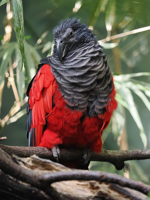pesquet's parrot